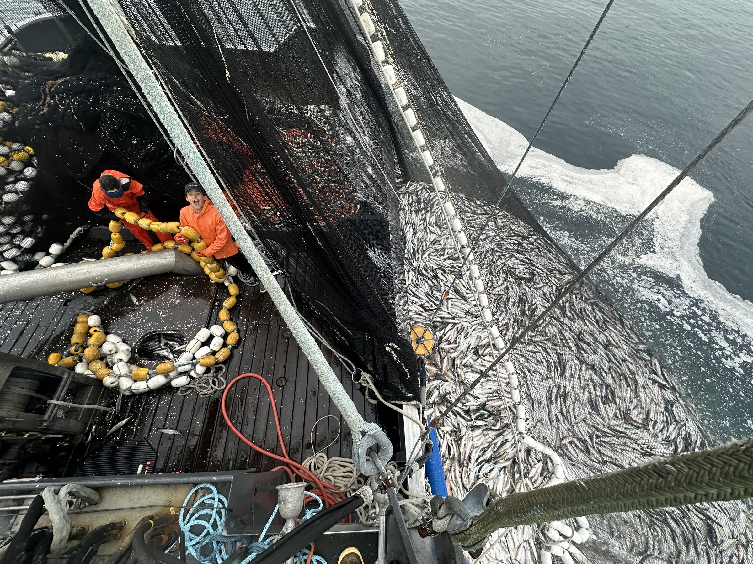 Hauling the seine aboard with the net full of herring